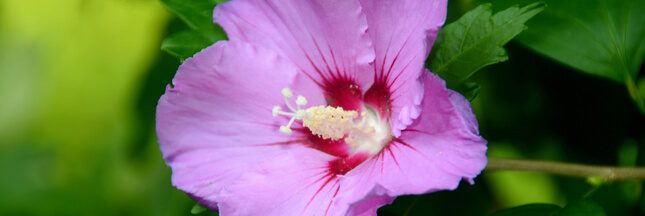 Tous les conseils pour réaliser la taille de l’hibiscus