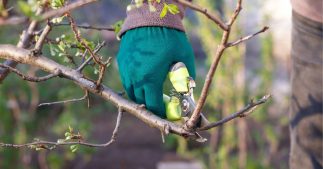 Tous les conseils pour bien réaliser la taille du poirier Tous les conseils pour bien réaliser la taille du poirier