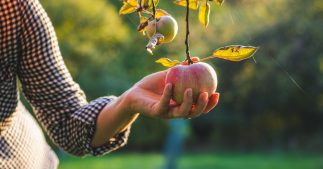 Tous les conseils pour bien réaliser la taille des pommiers Tous les conseils pour bien réaliser la taille des pommiers
