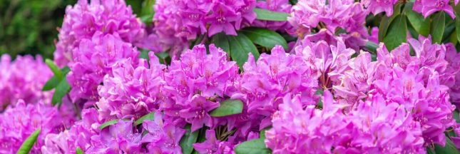 taille rhododendron