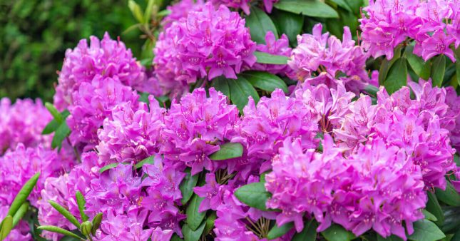 Taille rhododendron : tous nos conseils pour bien tailler cet arbuste