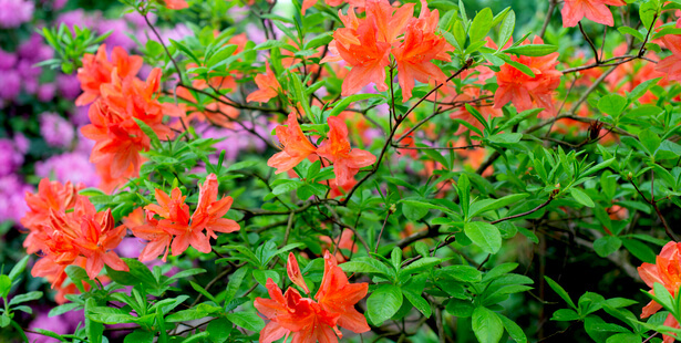 taille rhododendron