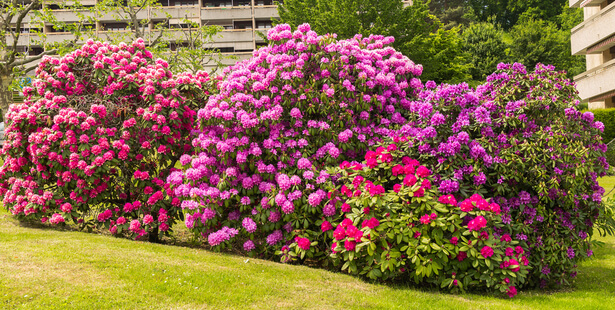 taille rhododendron