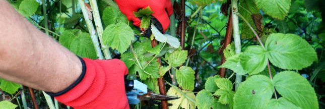 Tailler un framboisier