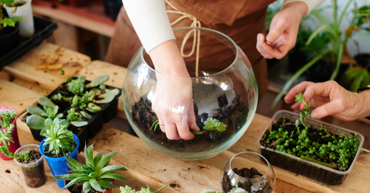 Comment entretenir mon premier terrarium ?