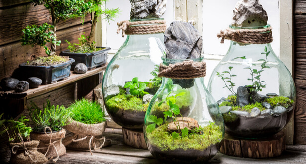 Comment entretenir mon premier terrarium ?