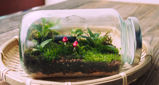 terrarium plante