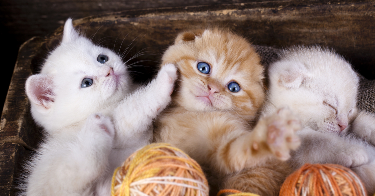 Maltraitance animale : la vente de chiens et de chats en animaleries interdite dès 2024