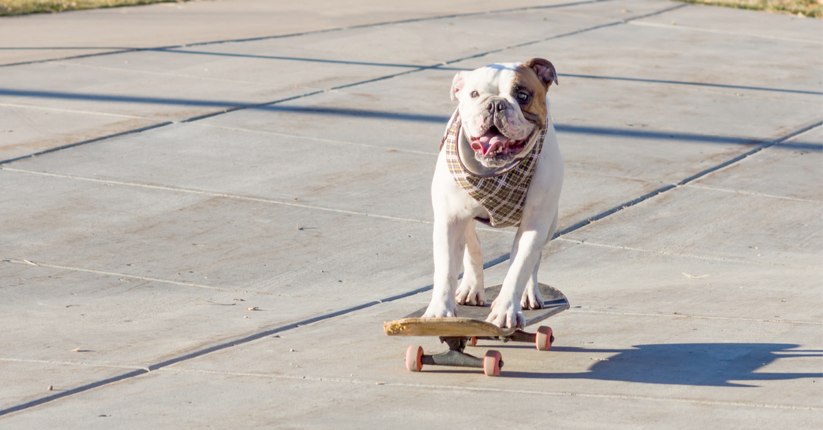 Label 'Ville amie des animaux' : de plus en plus de municipalités s'engagent