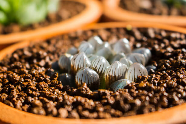 harworthia