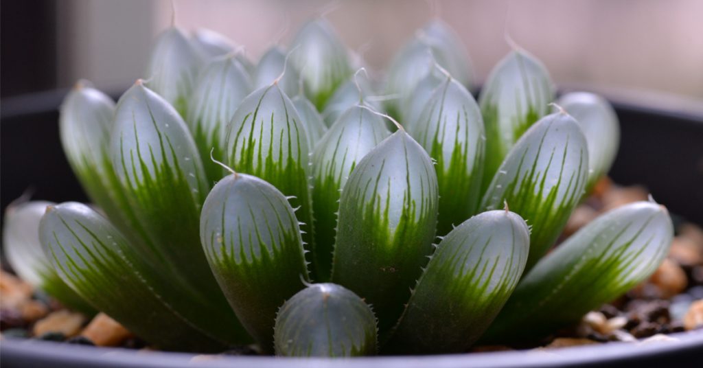 Haworthia – Des succulentes surprenantes et vivaces !