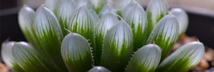 Haworthia - Des succulentes surprenantes et vivaces !
