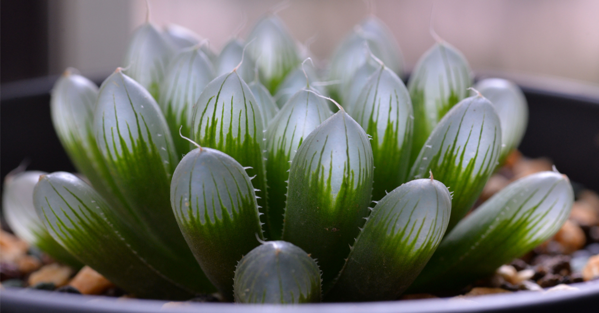 Haworthia - Des succulentes surprenantes et vivaces !