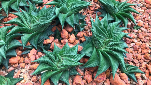 haworthia