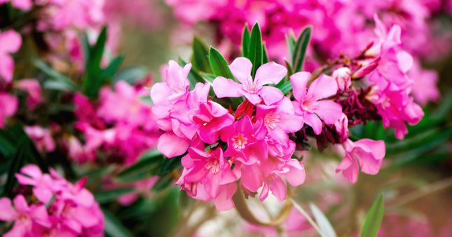 Tous les conseils pour maîtriser la taille du laurier rose Tous les conseils pour maîtriser la taille du laurier rose