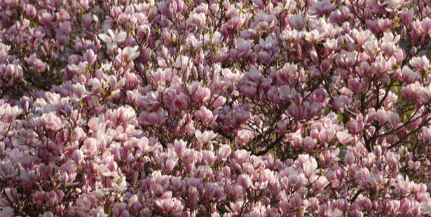 taille magnolia