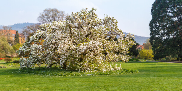 taille magnolia