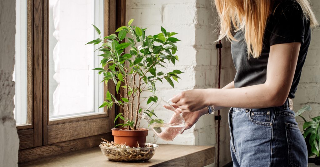 Bien arroser ses plantes d’intérieur et les sauver de la  ‘noyade’