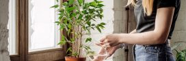 Bien arroser ses plantes d'intérieur et les sauver de la  'noyade'