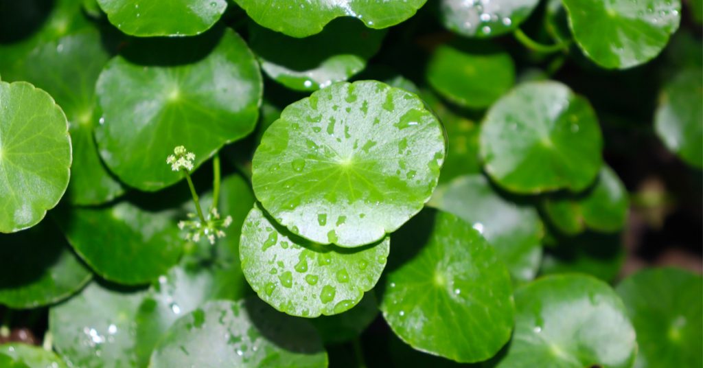 Centella asiatica, Gotu Kola ou herbe du tigre : une plante cicatrisante et régénérante