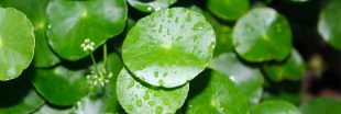 Centella asiatica, Gotu Kola ou herbe du tigre : une plante cicatrisante et régénérante Centella asiatica, Gotu Kola ou herbe du tigre : une plante cicatrisante et régénérante