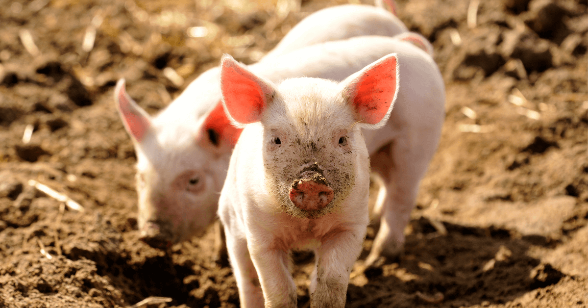 Enfin une étiquette 'bien-être animal' sur nos produits alimentaires !
