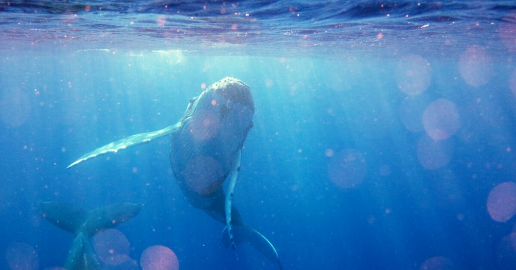 L’itinéraire compliqué et périlleux des baleines bleues pour éviter les navires