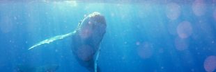 L'itinéraire compliqué et périlleux des baleines bleues pour éviter les navires