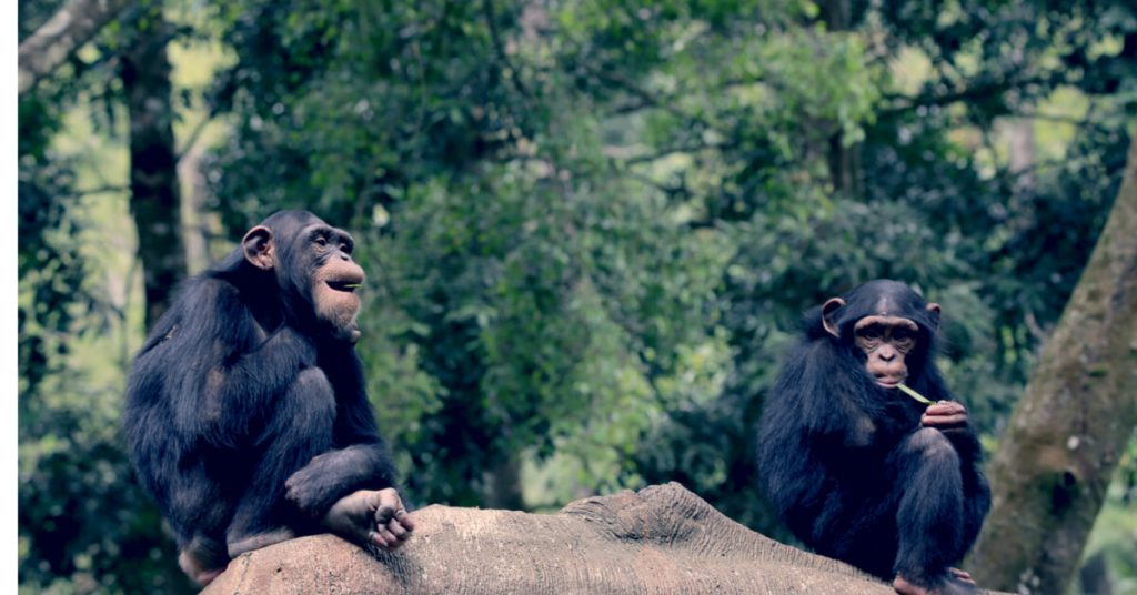 Épidémie : les animaux aussi pratiquent la distanciation physique