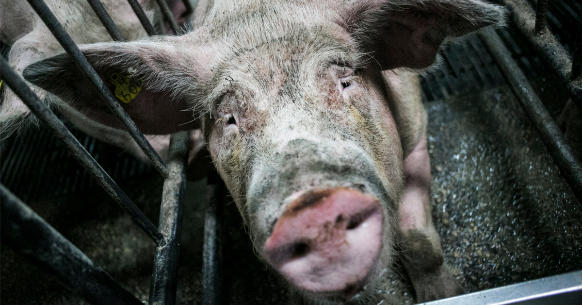 Élevage Herta : les services vétérinaires complaisants selon L214 Élevage Herta : les services vétérinaires complaisants selon L214