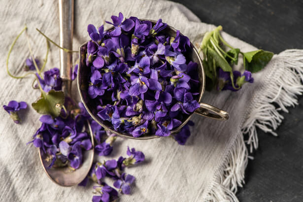 Mettre des violettes dans son jardin : nos conseils d'entretien