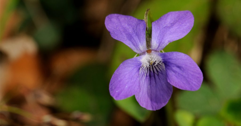 Mettre des violettes dans son jardin : nos conseils d’entretien