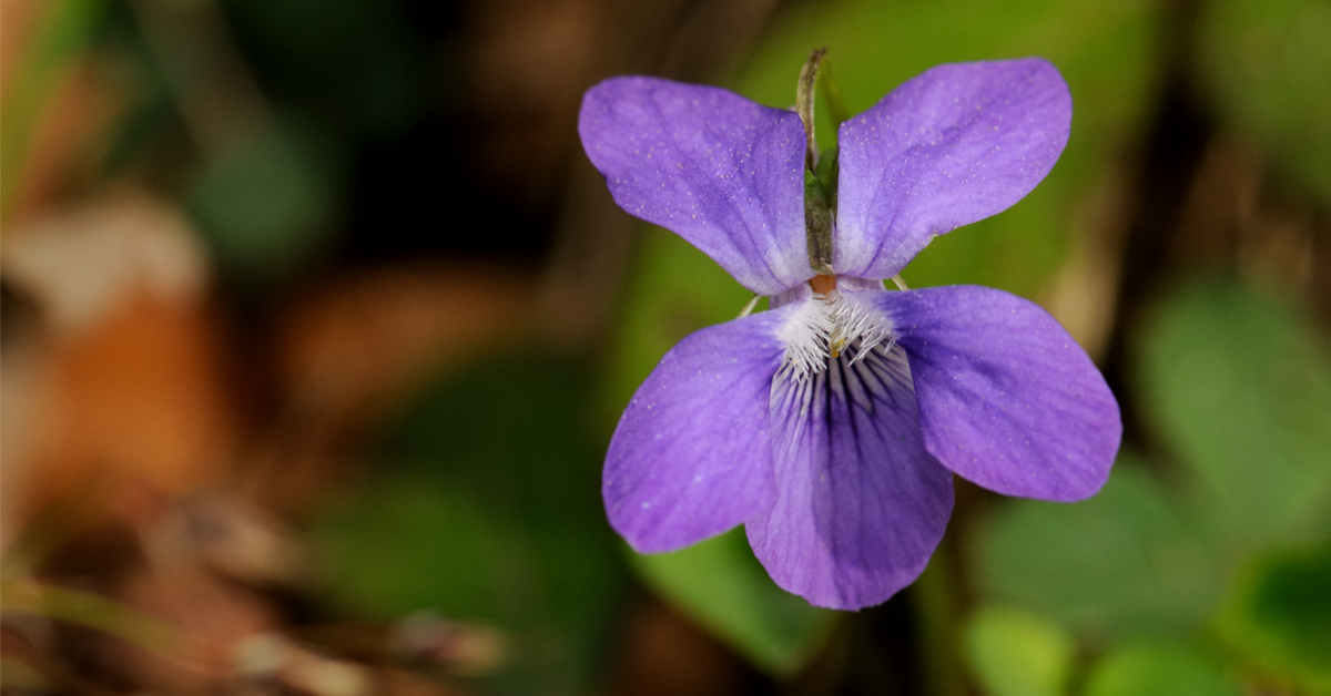 Mettre des violettes dans son jardin : nos conseils d'entretien