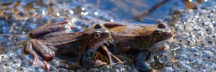 Espèces mal-aimées - Reptiles et amphibiens enfin mieux protégés en France métropolitaine
