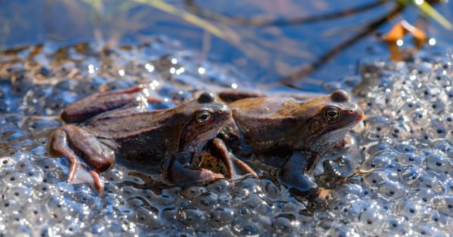 Espèces mal-aimées – Reptiles et amphibiens enfin mieux protégés en France métropolitaine