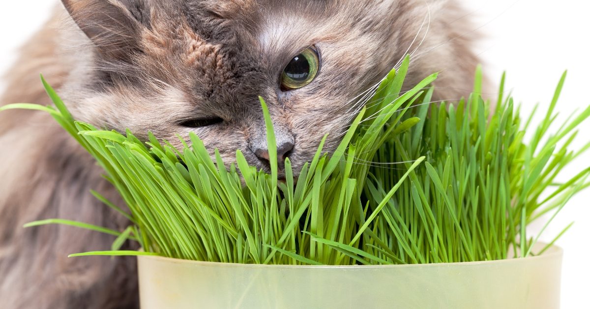 Herbe à chat