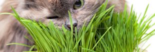 Pourquoi et comment utiliser l'herbe à chat
