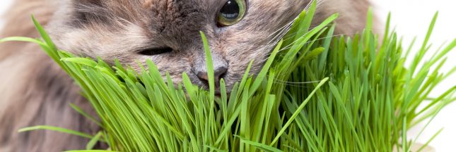 Pourquoi et comment utiliser l'herbe à chat