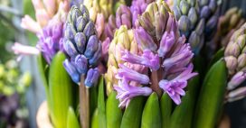 C’est le moment de choyer vos jacinthes !