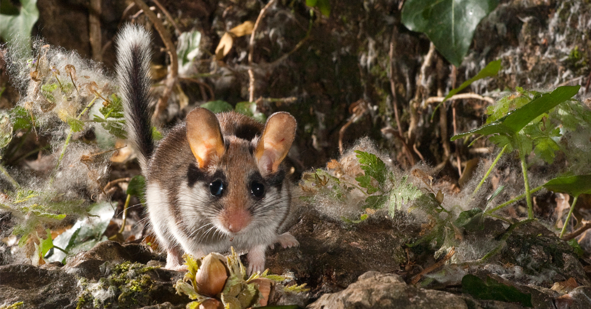 Dans la famille biodiversité ordinaire, protégeons le lérot Dans la famille biodiversité ordinaire, protégeons le lérot