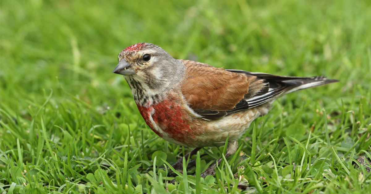 Dans la famille biodiversité ordinaire, protégeons la Linotte mélodieuse