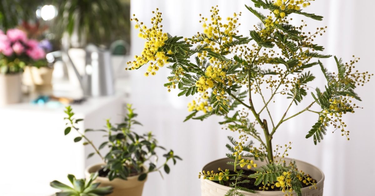 Faire pousser du mimosa en pot chez soi : une bonne idée !