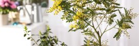 Faire pousser du mimosa en pot chez soi : une bonne idée !