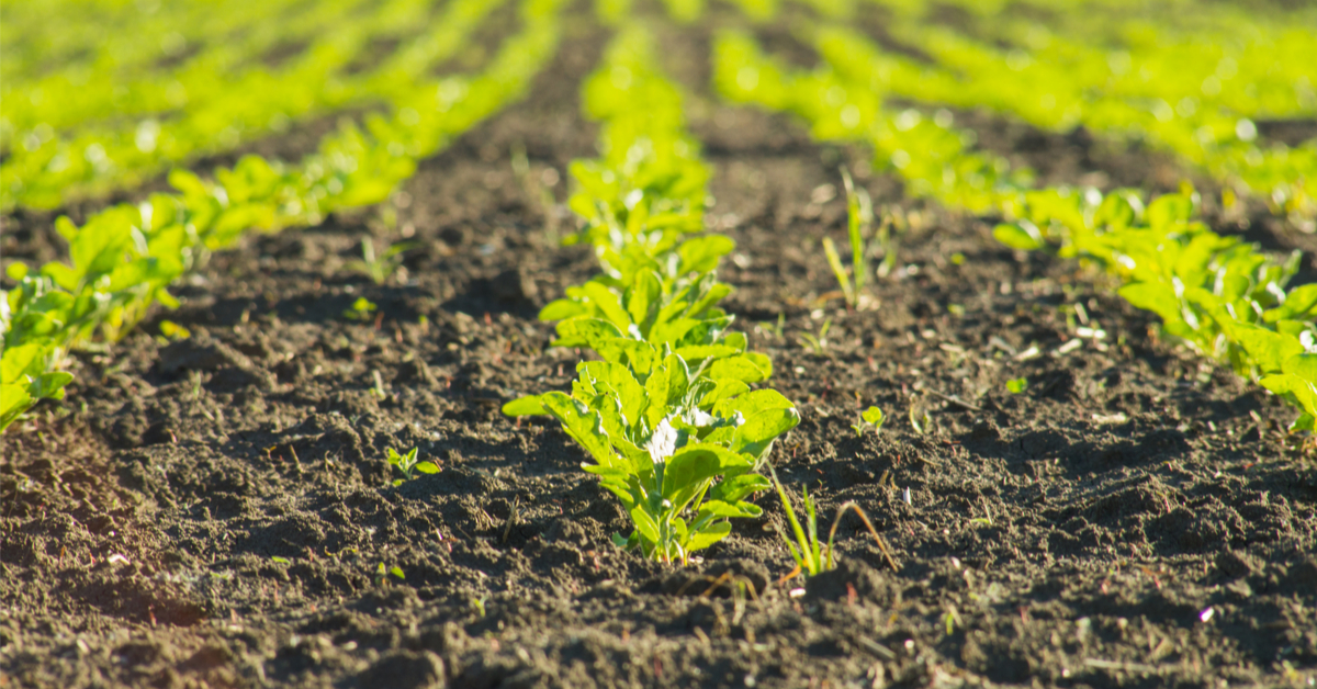 Insecticides néonicotinoïdes - Les mammifères aussi sont en danger Insecticides néonicotinoïdes - Les mammifères aussi sont en danger