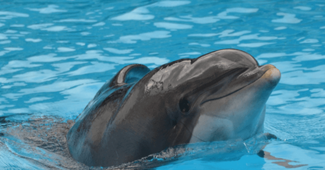 Parc Astérix : Femke, dauphin martyr de la captivité euthanasié