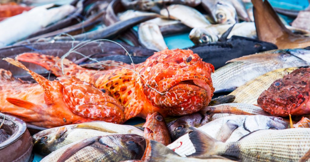 Pêche durable en Méditerranée : la France pourrait mieux faire