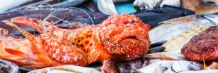 Pêche durable en Méditerranée : la France pourrait mieux faire