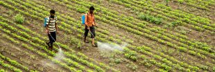 Hausse vertigineuse des intoxications et décès dus aux pesticides Hausse vertigineuse des intoxications et décès dus aux pesticides