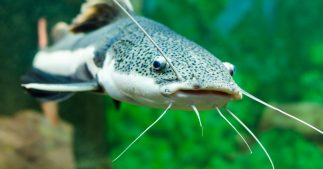 1 poisson d'eau douce sur 3 menacé d'extinction 1 poisson d'eau douce sur 3 menacé d'extinction