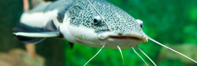 poissons d'eau douce